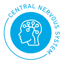 central nervous sytme